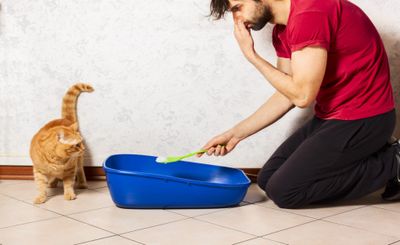 Инструкция: как убрать запах кошачьей мочи в квартире с пола
